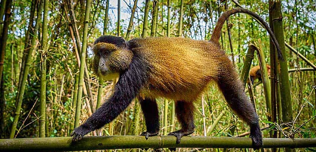 Rwanda Golden Monkey Tracking Volcanoes National Park Rwanda