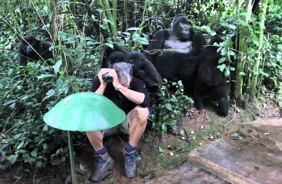 Touched by Wild Gorilla