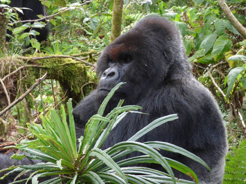 Cantsbee the Oldest Silverback Mountain Gorilla