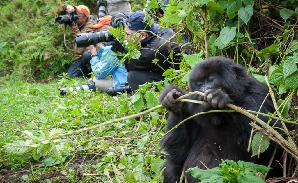 Rwanda Gorilla Trekking