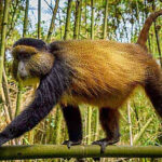 Rwanda Golden Monkey Tracking