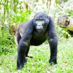 Mountain Gorilla