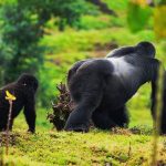 Alpha Mountain Gorilla