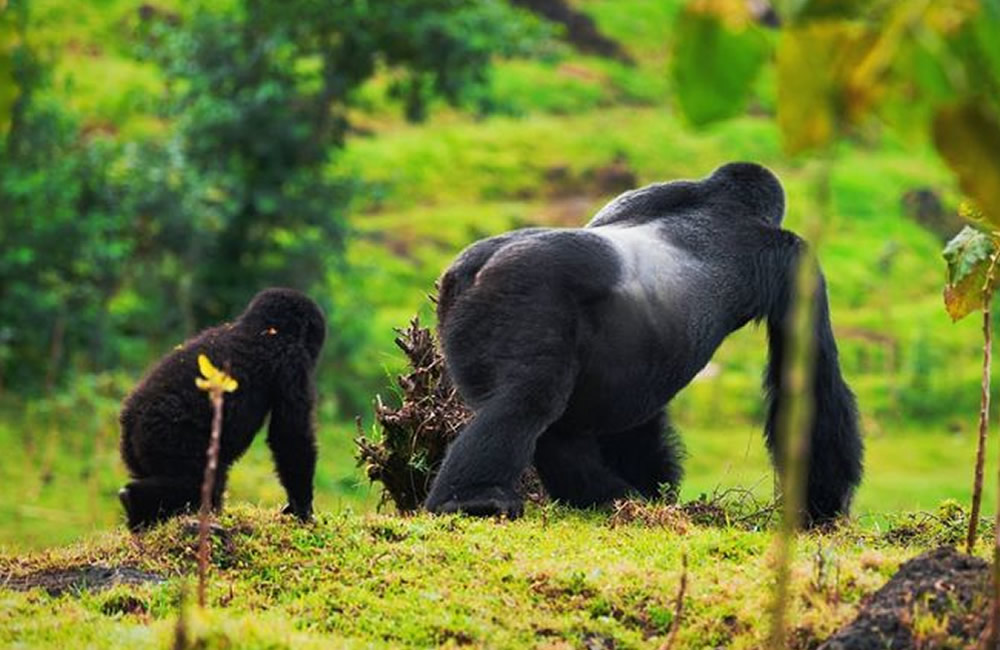 Alpha Mountain Gorilla