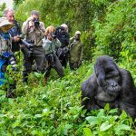 Rwanda Gorilla Trekking