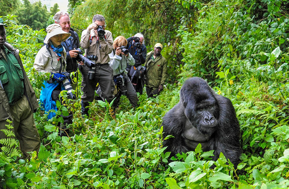 Rwanda Gorilla Trekking