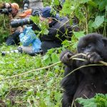 Rwanda Gorilla Trek