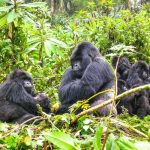 Rwanda Mountain Gorillas