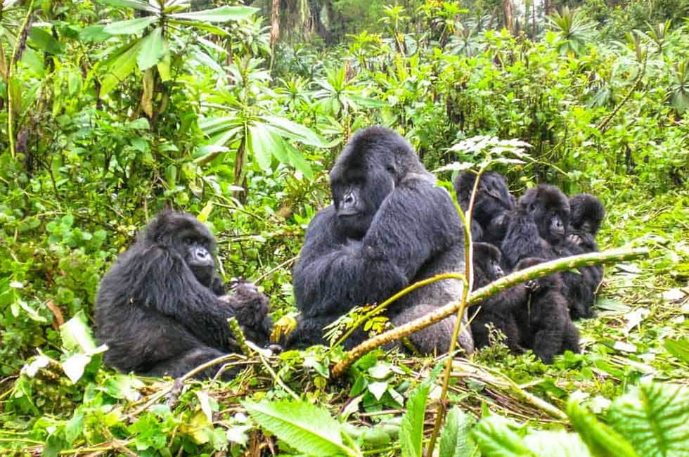 Rwanda Mountain Gorillas