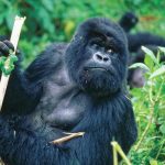 Rwanda Gorilla Trekking